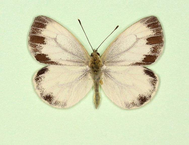 Pieris napi male (aberrant form funebris 7) (Internet Image property of respective owner, non-commercial use only)